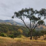 Golden Cross confirms orogenic gold mineralization at Reedy Creek, Australia